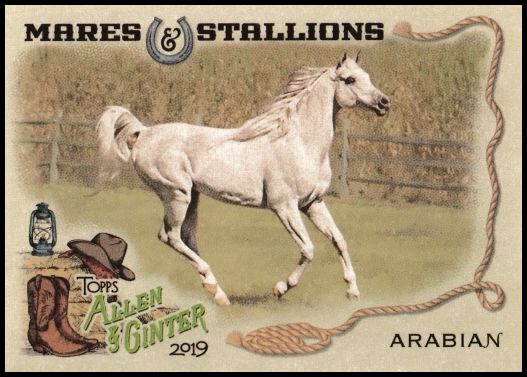 MS-1 Arabian Horse